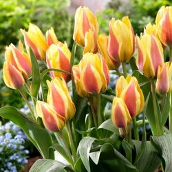 Tulipan City Flower - duża paczka! - 50 szt.