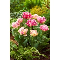 Tulipan Cool Crystal - 5 szt.