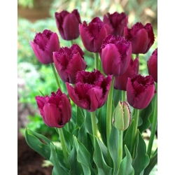 Tulipan Curly Sue - 5 szt.