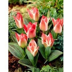 Tulipan Czaar Peter - 5 szt.