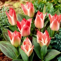 Tulipan Czaar Peter - 5 szt.