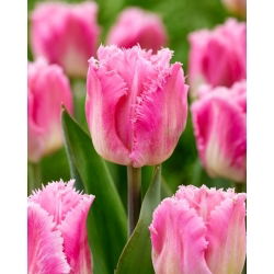 Tulipan Dallas - duża paczka! - 50 szt.