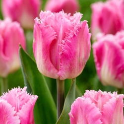 Tulipan Dallas - GIGA paczka! - 250 szt.