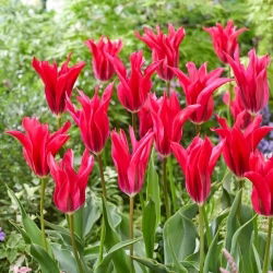 Tulipan Doll's Minuet - duża paczka! - 50 szt.