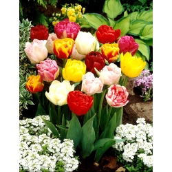 Tulipan pełny mix - Double mix - 5 szt.