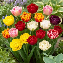 Tulipan pełny mix - Double mix - 5 szt.