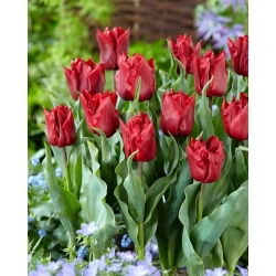 Tulipan Robinho - 5 szt.