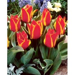 Tulipan Engadin - 5 szt.