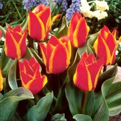 Tulipan Engadin - duża paczka! - 50 szt.