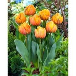 Tulipan Freeman - GIGA paczka! - 250 szt.