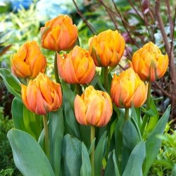 Tulipan Freeman - 5 szt.