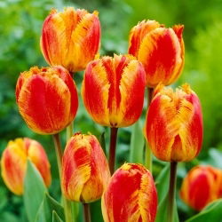Tulipan Fringed Solstice - duża paczka! - 50 szt.