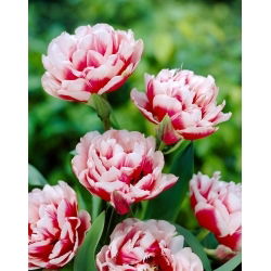 Tulipan Gerbrand Kieft - duża paczka! - 50 szt.