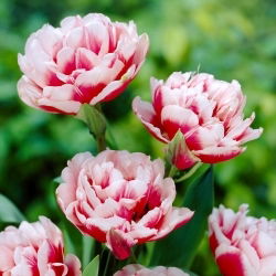 Tulipan Gerbrand Kieft - 5 szt.