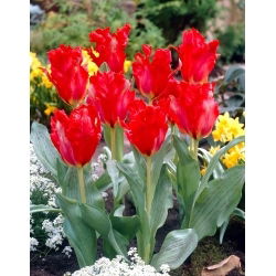 Tulipan Giant Parrot - 5 szt.