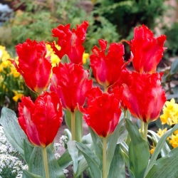 Tulipan Giant Parrot - GIGA paczka! - 250 szt.