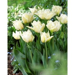 Tulipan Global Desire - 5 szt.