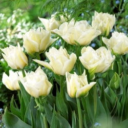 Tulipan Global Desire - 5 szt.