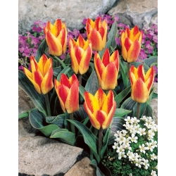 Tulipan Golden Day - 5 szt.