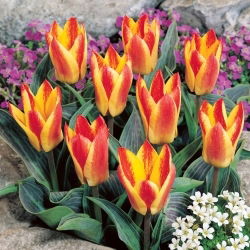 Tulipan Golden Day - 5 szt.