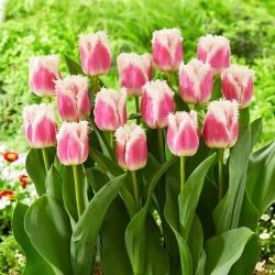 Tulipan Hawaii - duża paczka! - 50 szt.