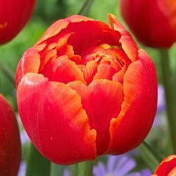 Tulipan Icoon - 5 szt.