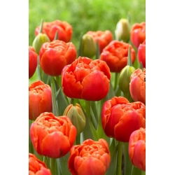 Tulipan Icoon - 5 szt.