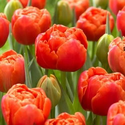 Tulipan Icoon - 5 szt.