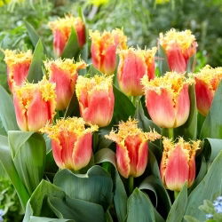 Tulipan Joint Devision - 5 szt.