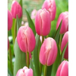 Tulipan Kasia - 5 szt.