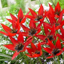 Tulipan Lizzy - 5 szt.