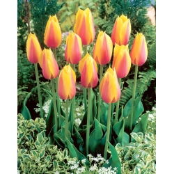 Tulipan Long Lady - 5 szt.