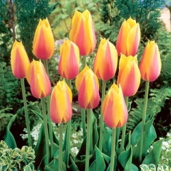 Tulipan Long Lady - duża paczka! - 50 szt.