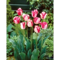 Tulipan Mata Hari - 5 szt.