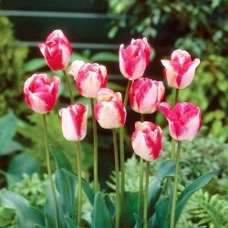 Tulipan Mata Hari - GIGA paczka! - 250 szt.