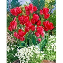 Tulipan Merry Go Round - 5 szt.