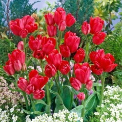 Tulipan Merry Go Round - GIGA paczka! - 250 szt.