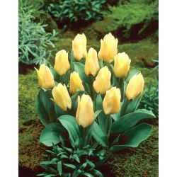 Tulipan Mieke Telkamp - 5 szt.