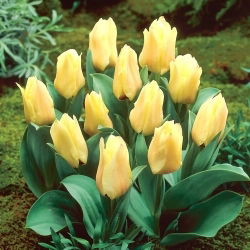 Tulipan Mieke Telkamp - 5 szt.