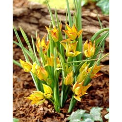 Tulipan orphanidea Flava - 5 szt.