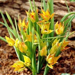 Tulipan orphanidea Flava - GIGA paczka! - 250 szt.
