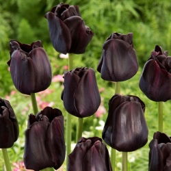 Tulipan Paul Scherer - 5 szt.