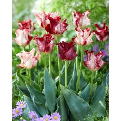Tulipan Striped Crown - 5 szt.