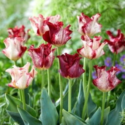 Tulipan Striped Crown - 5 szt.