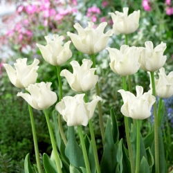 Tulipan White Liberstar - 5 szt.