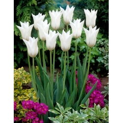 Tulipan White Triumphator - 5 szt.