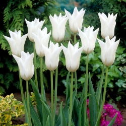 Tulipan White Triumphator - 5 szt.