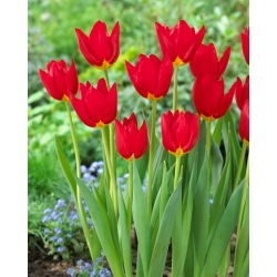 Tulipan Wisley - duża paczka! - 50 szt.