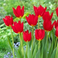 Tulipan Wisley - duża paczka! - 50 szt.