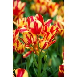 Tulipan Wonder Club - 5 szt.